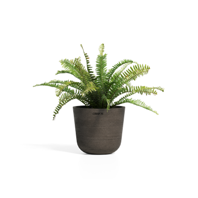 Cerapots Bolin 25 Sepia