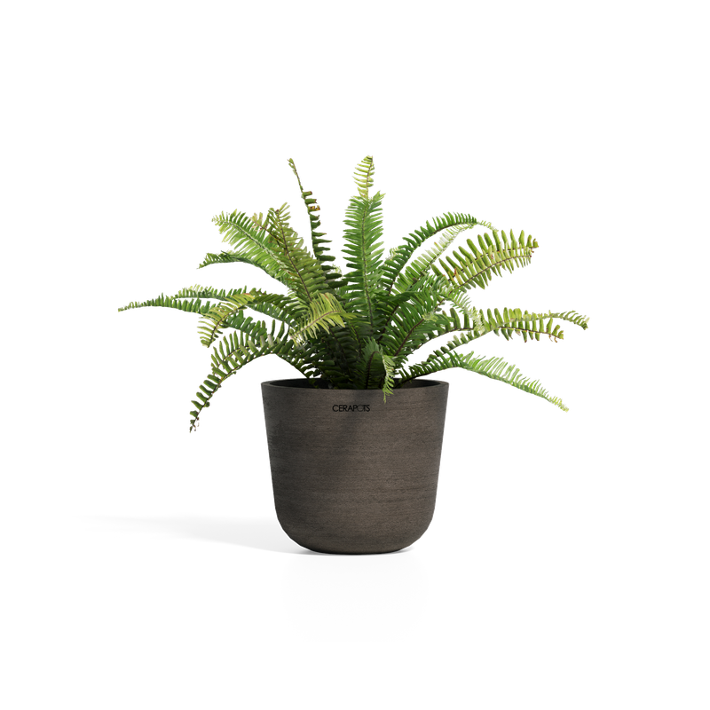 Cerapots Bolin 25 Sepia