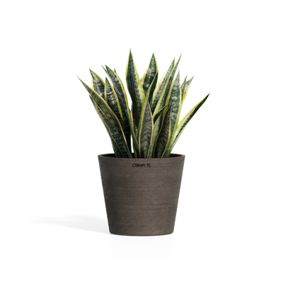 Cerapots Onku 25 Sepia