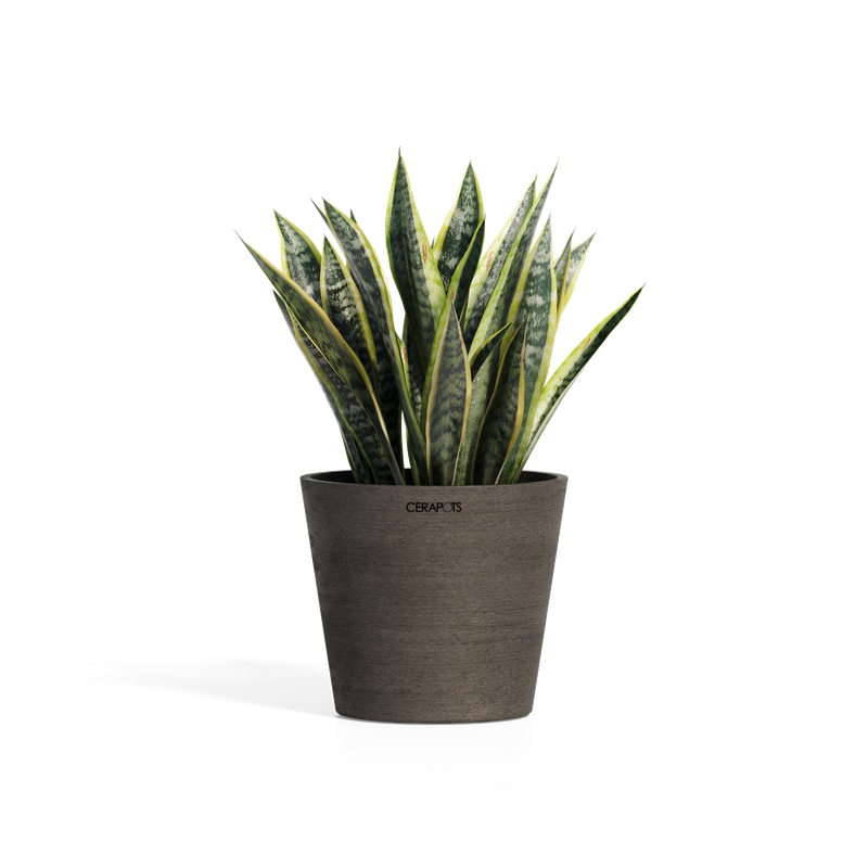 Cerapots Onku 25 Sepia