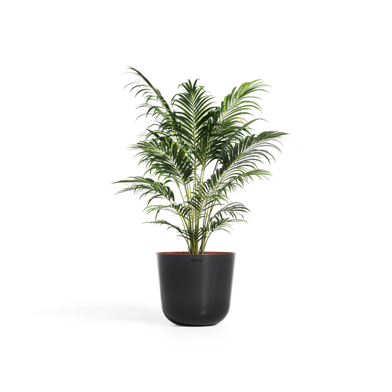 Cerapots Bolin 45 Midnight