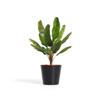 Cerapots Onku 45 Midnight