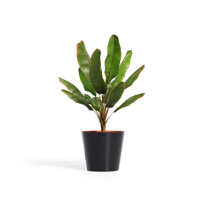 Cerapots Onku 45 Midnight