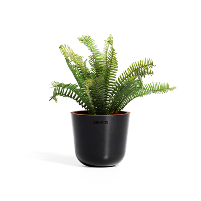 Cerapots Bolin 15 Midnight