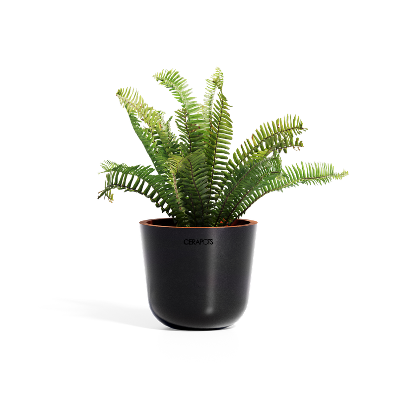 Cerapots Bolin 15 Midnight