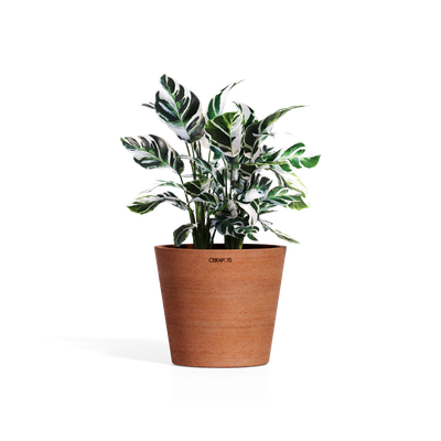 Cerapots Onku 35 Antique