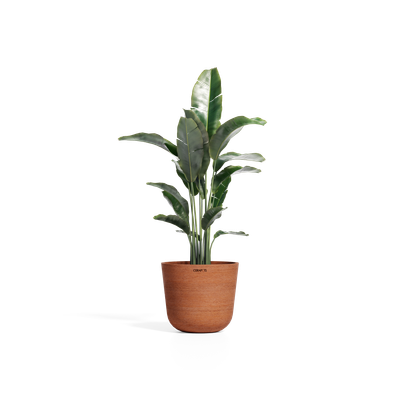 Cerapots Bolin 35 Antique