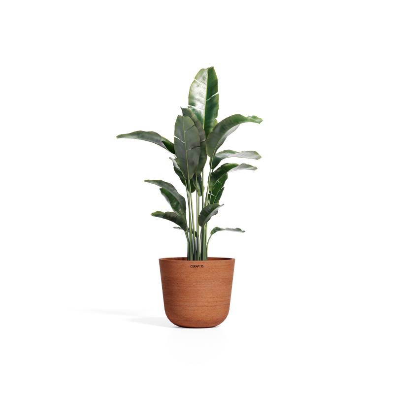 Cerapots Bolin 35 Antique