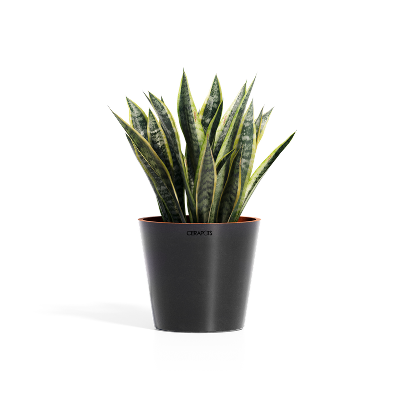 Cerapots Onku 25 Midnight