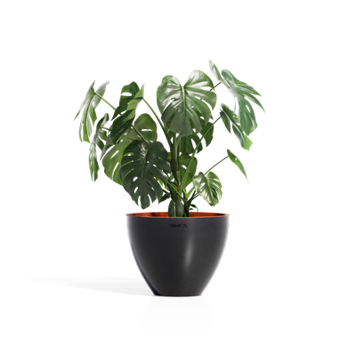 Cerapots Durin 41 Midnight