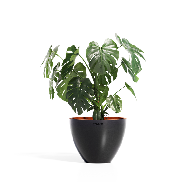 Cerapots Durin 41 Midnight