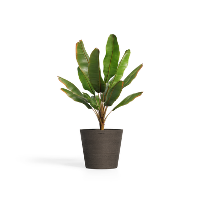 Cerapots Onku 45 Sepia