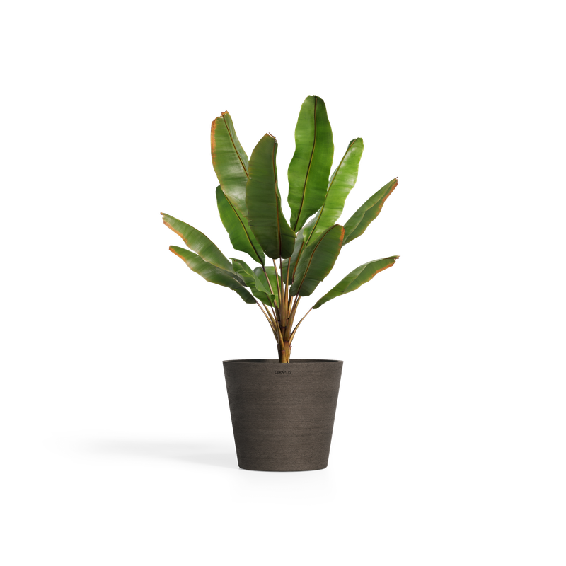 Cerapots Onku 45 Sepia