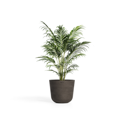 Cerapots Bolin 45 Sepia