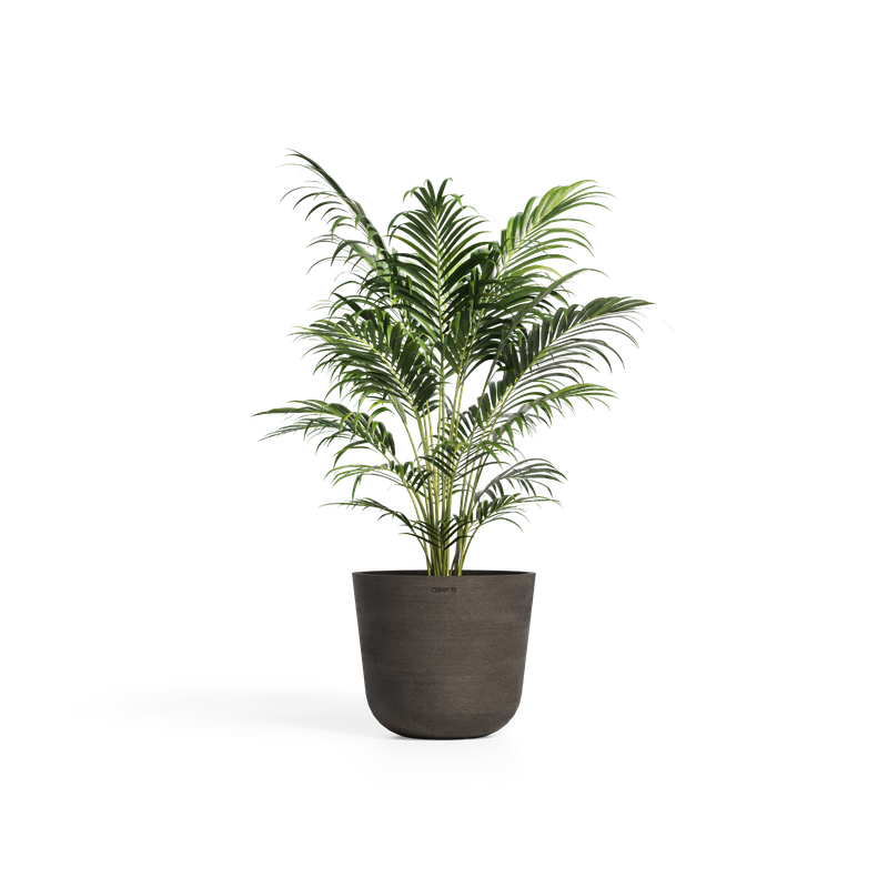 Cerapots Bolin 45 Sepia