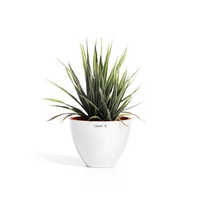 Cerapots Durin 17 Pearl