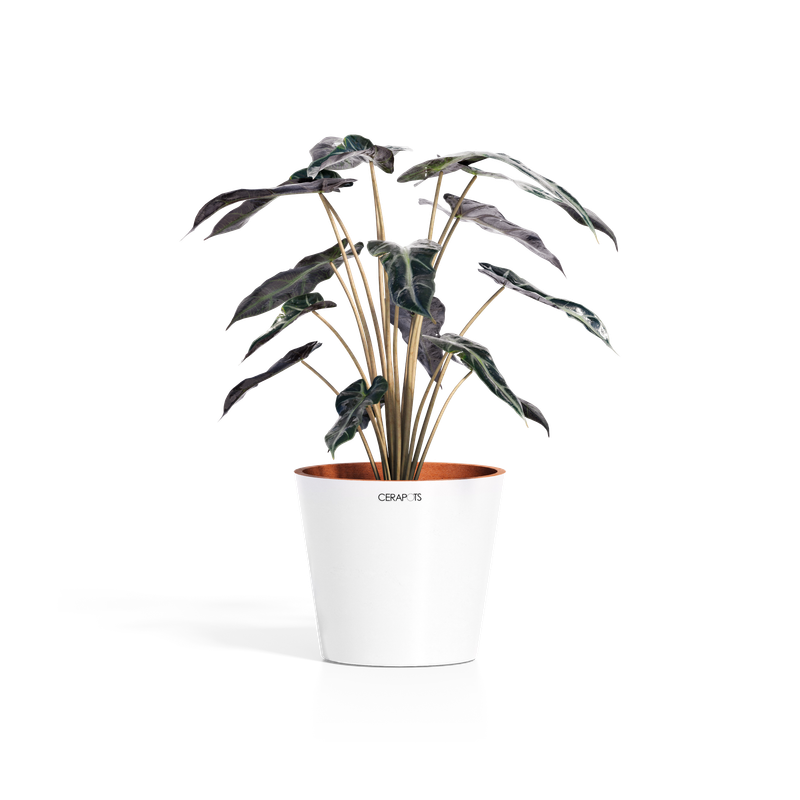 Cerapots Onku 15 Pearl