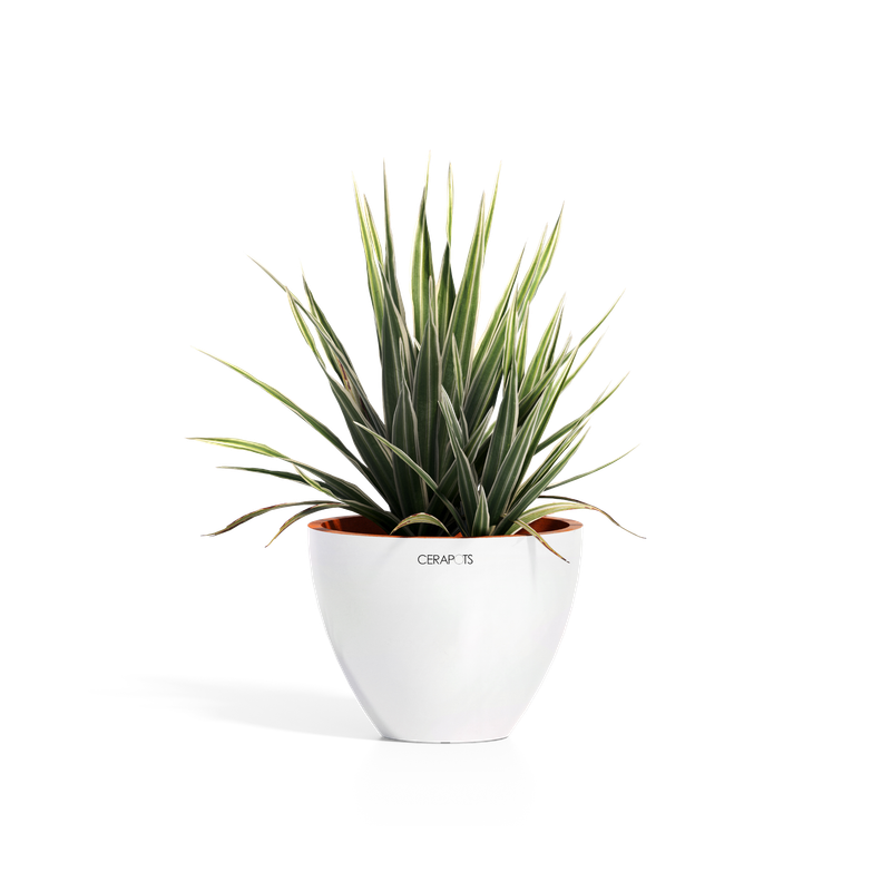 Cerapots Durin 17 Pearl