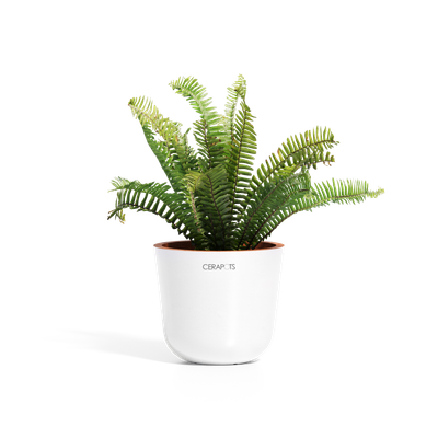 Cerapots Bolin 15 Pearl