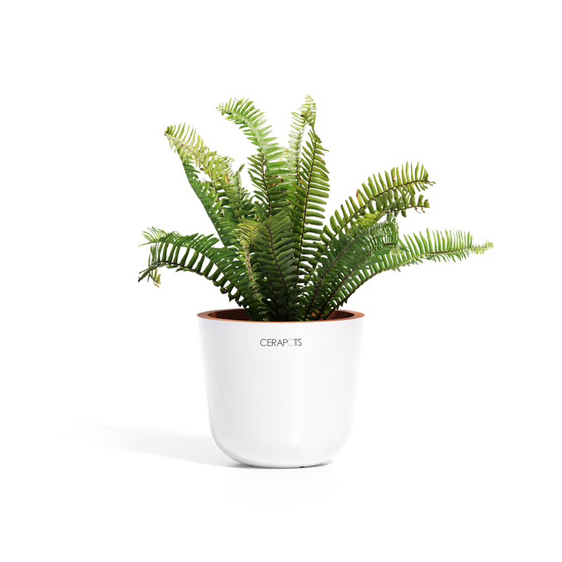 Cerapots Bolin 15 Pearl