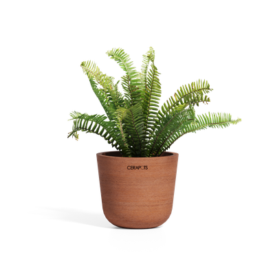 Cerapots Bolin 15 Antique