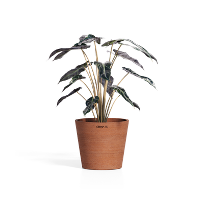 Cerapots Onku 15 Antique