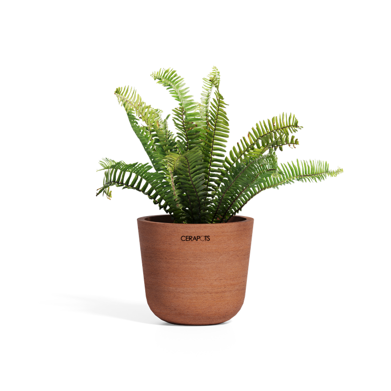 Cerapots Bolin 15 Antique