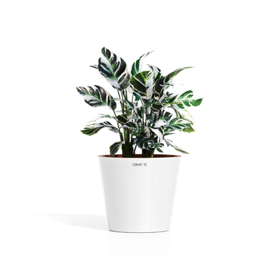 Cerapots Onku 35 Pearl