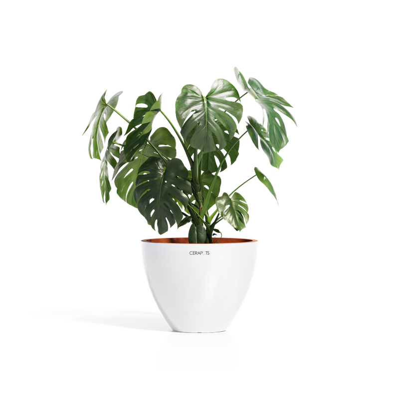 Cerapots Durin 41 Pearl