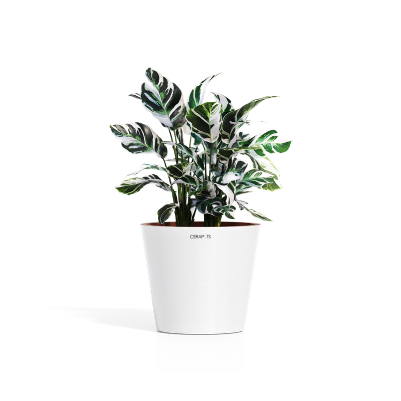 Cerapots Onku 35 Pearl