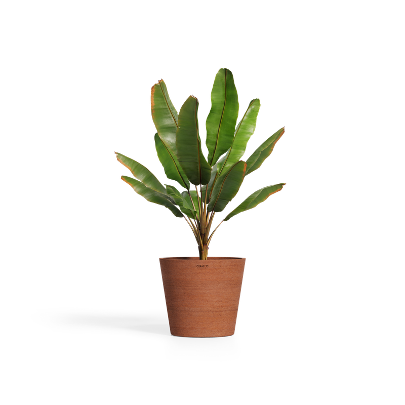 Cerapots Onku 45 Antique