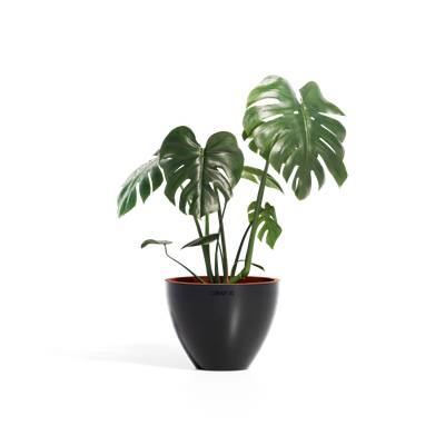 Cerapots Durin 29 Midnight