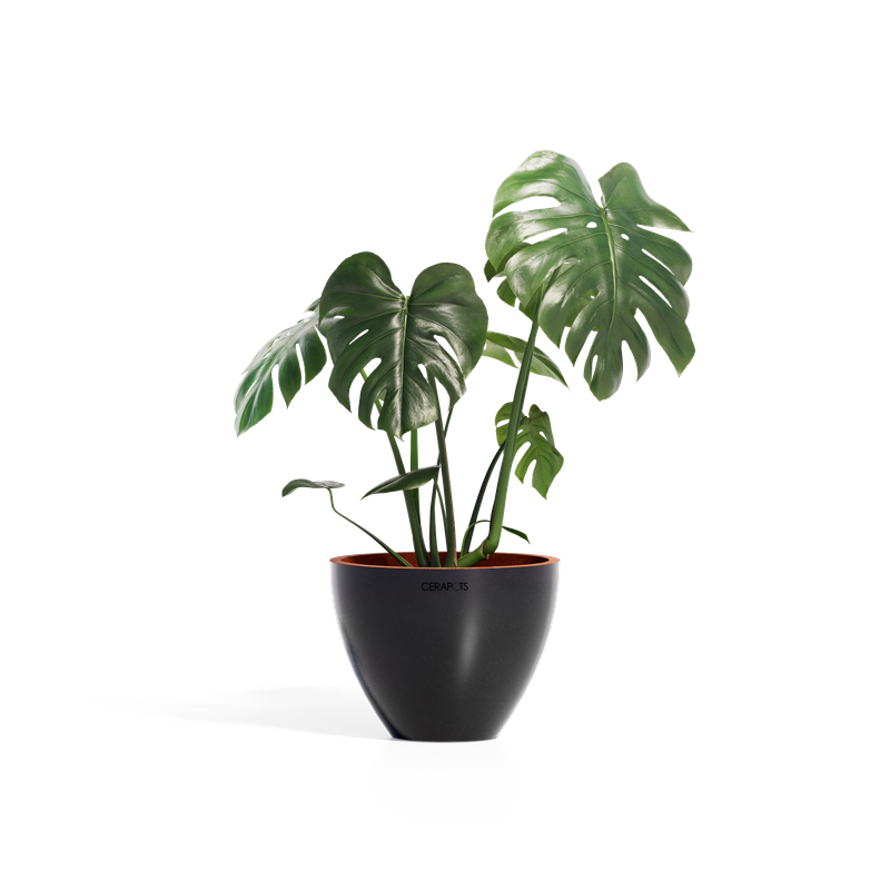 Cerapots Durin 29 Midnight