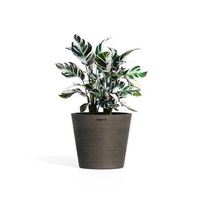 Cerapots Onku 35 Sepia