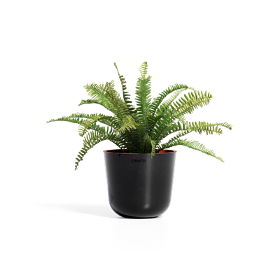 Cerapots Bolin 25 Midnight