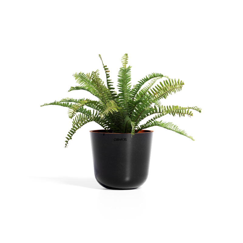 Cerapots Bolin 25 Midnight