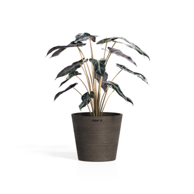 Cerapots Onku 15 Sepia