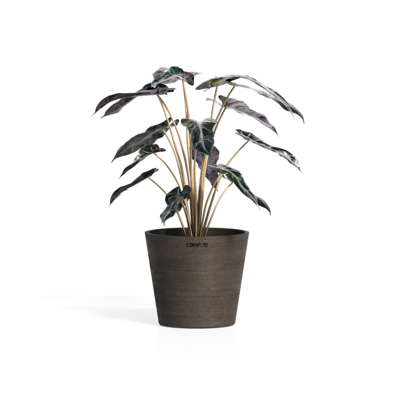 Cerapots Onku 15 Sepia