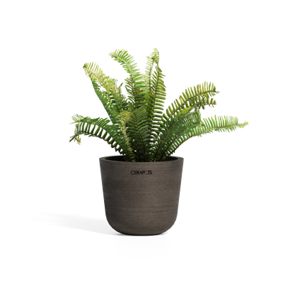 Cerapots Bolin 15 Sepia