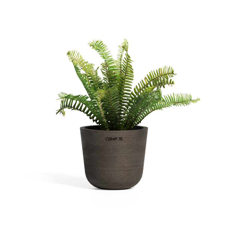 Cerapots Bolin 15 Sepia