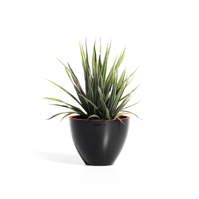 Cerapots Durin 17 Midnight