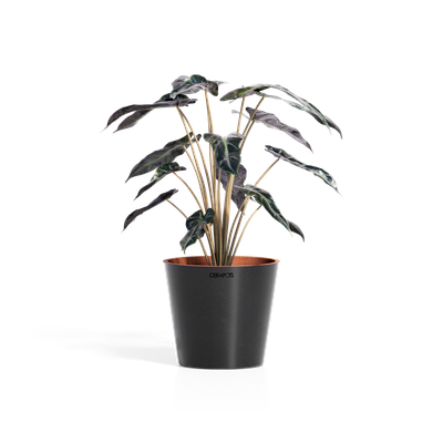 Cerapots Onku 15 Midnight