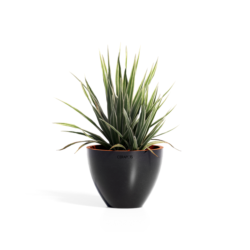 Cerapots Durin 17 Midnight