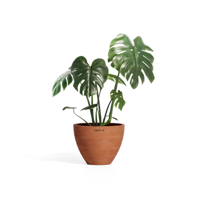 Cerapots Durin 29 Antique