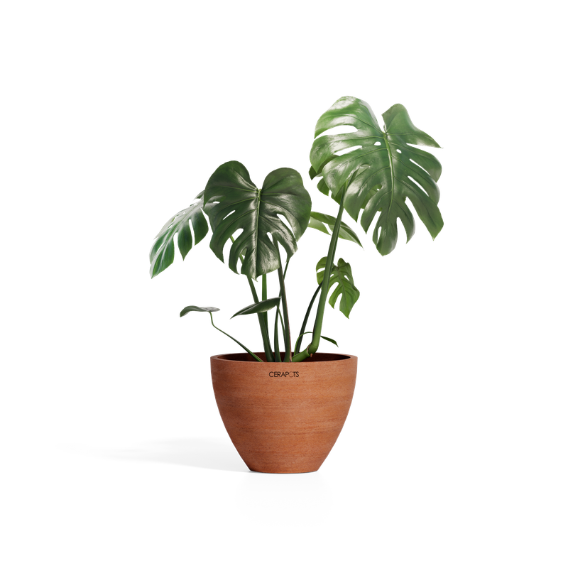 Cerapots Durin 29 Antique