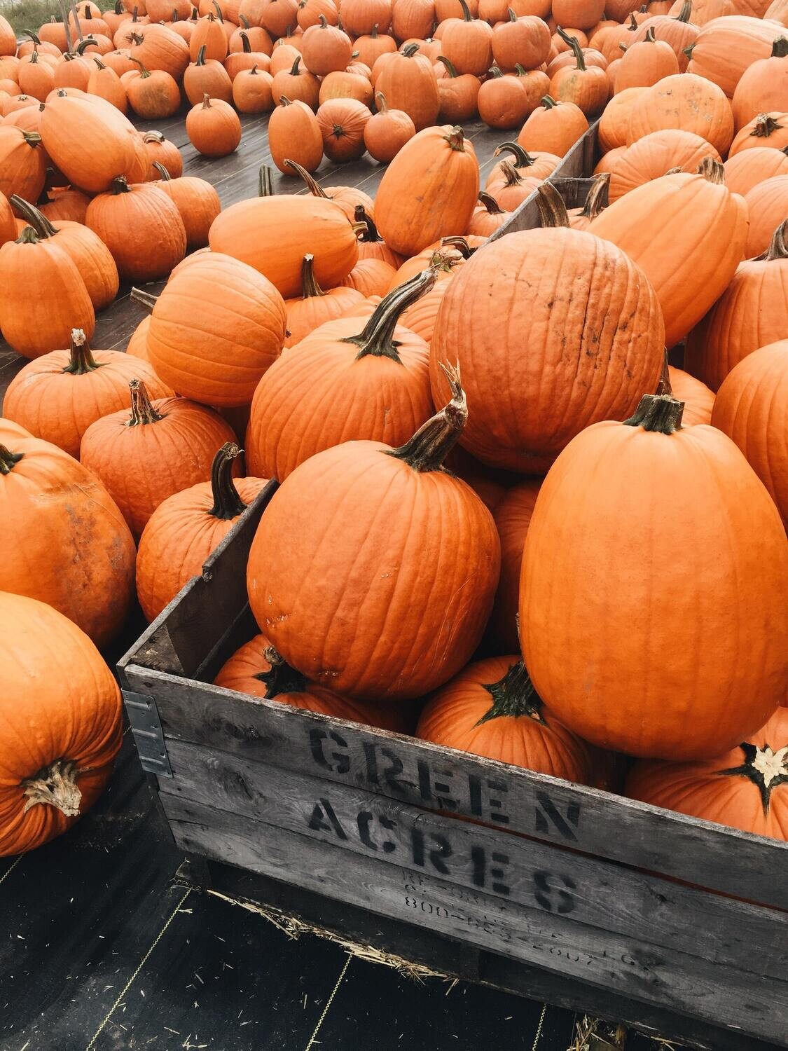 pumpkin- white dot