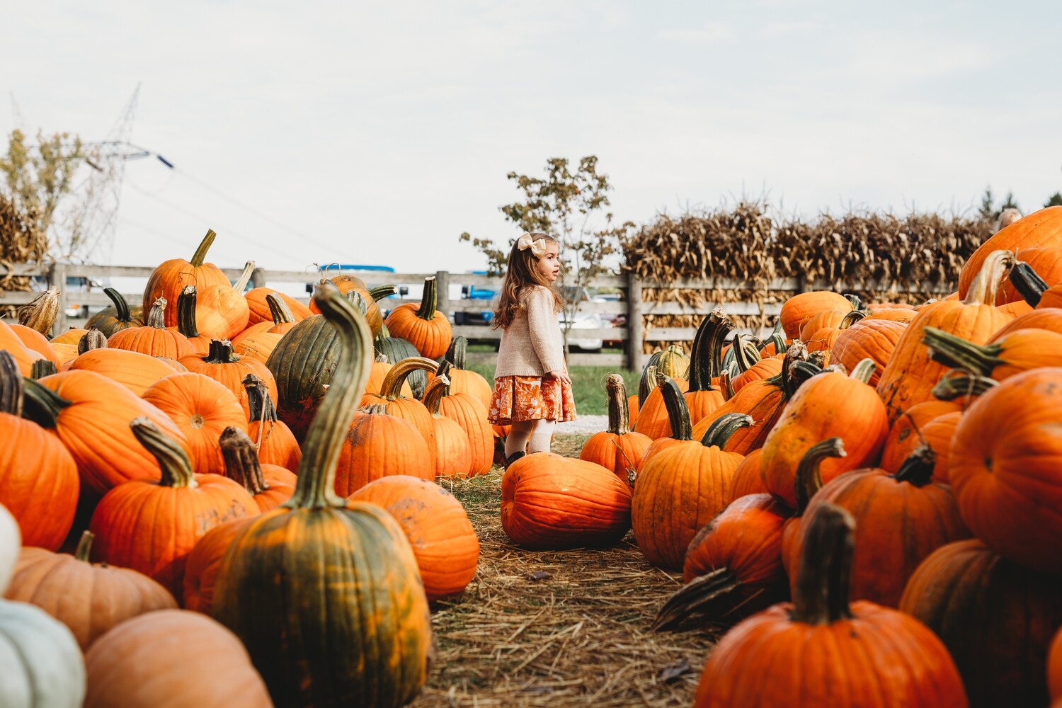 pumpkin- white dot