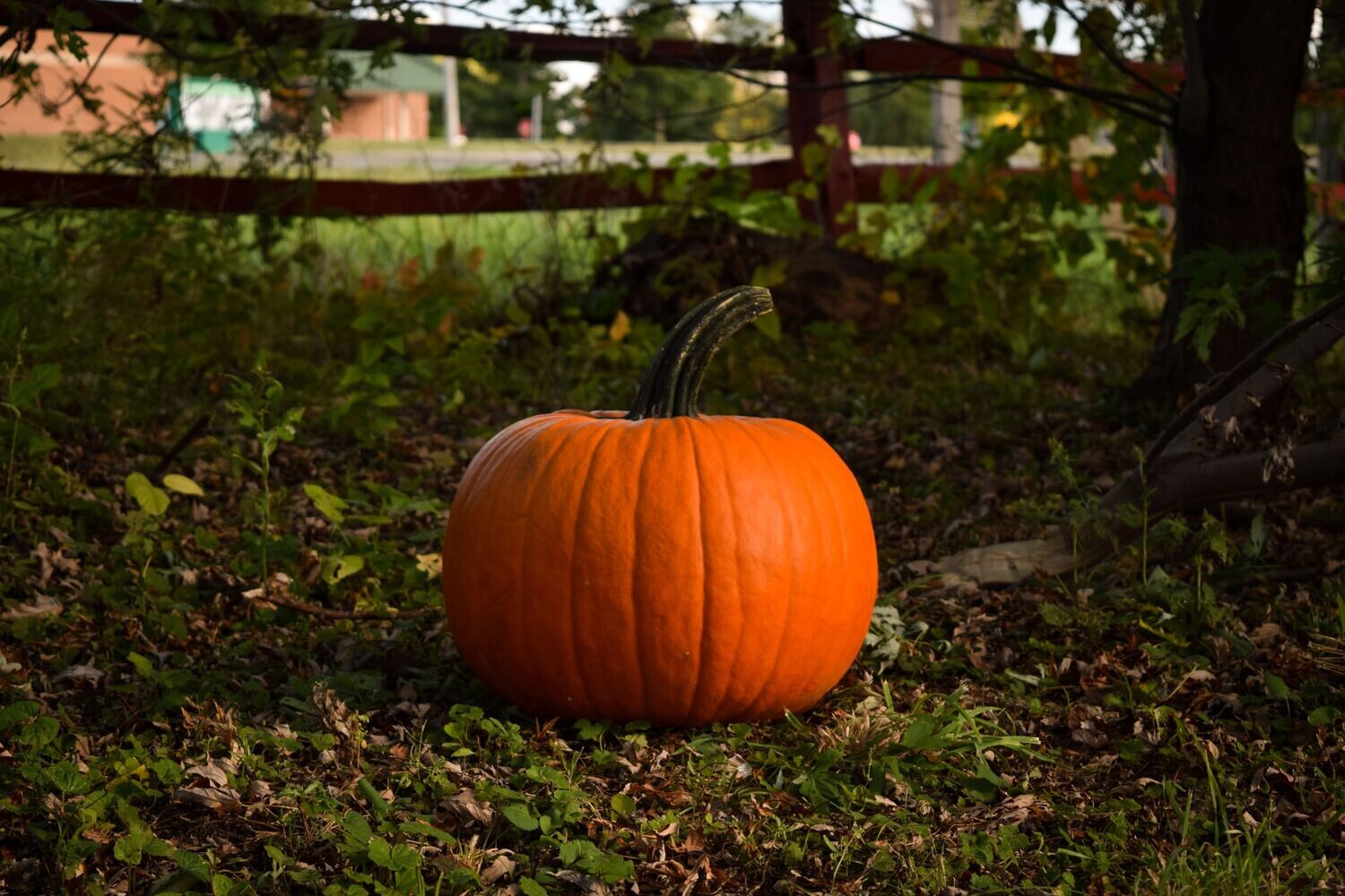 pumpkin- white dot