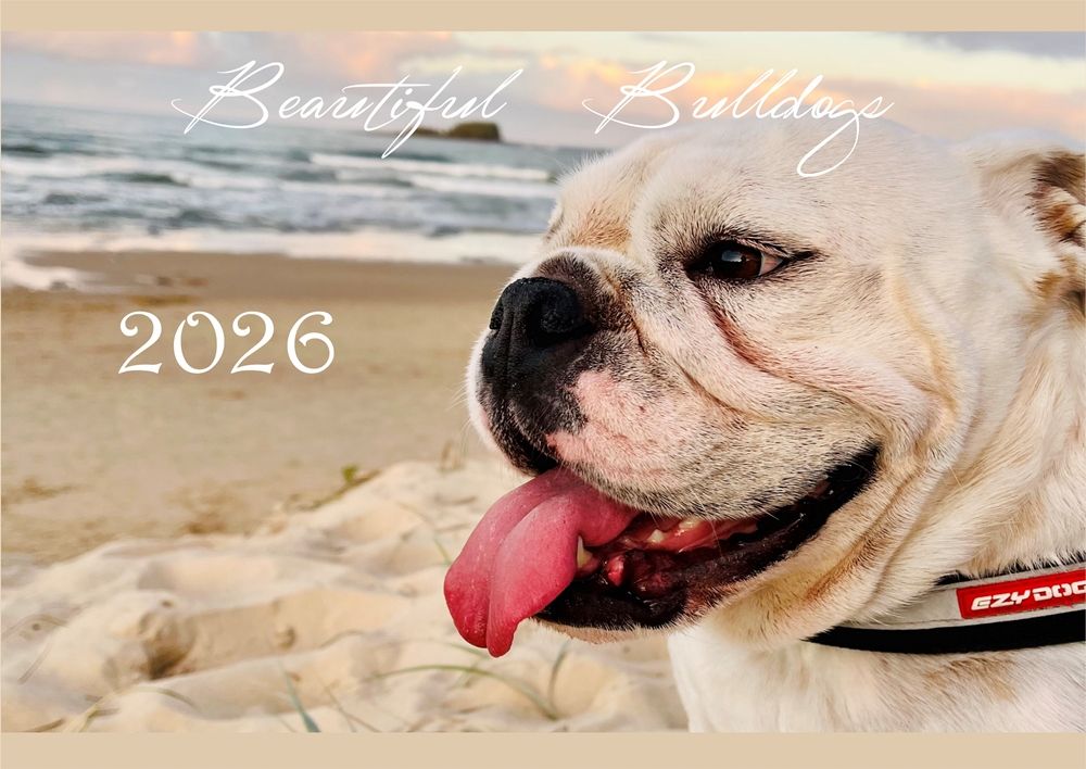 2026 Beautiful Bulldog Wall Calendar - PRE ORDER