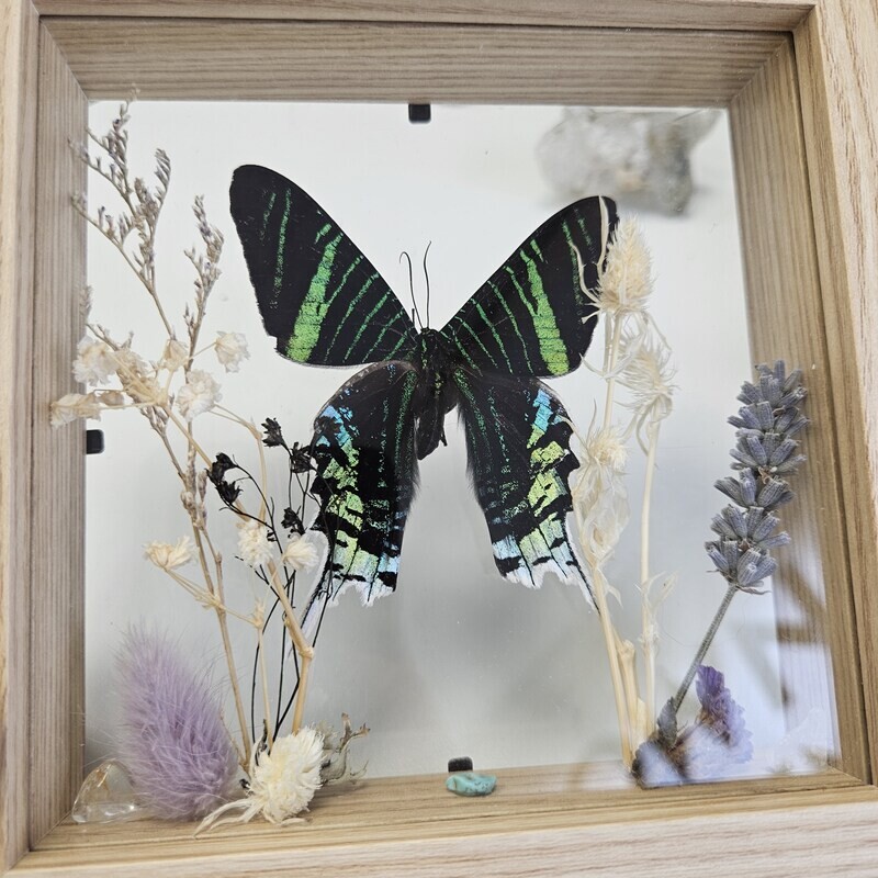 Cadre transparent urania 2